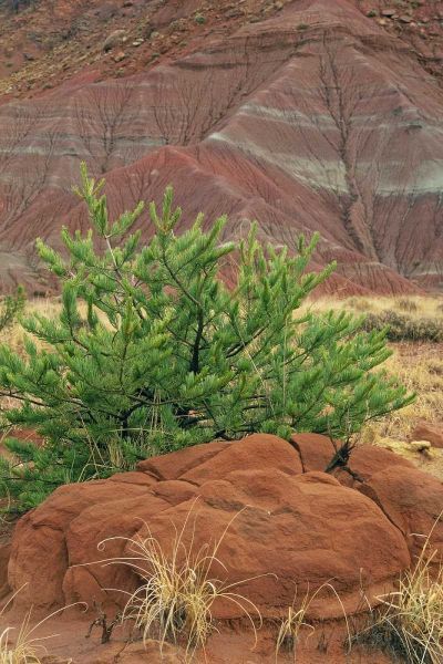 New Mexico Red rocks and green pine tree